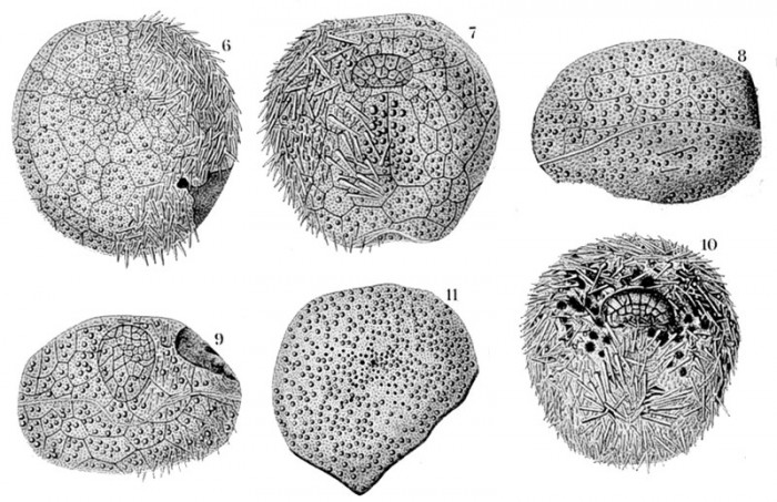 Представитель Семейства Asterostomatidae